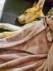 Introducing Our Rescued Puppy Peanut