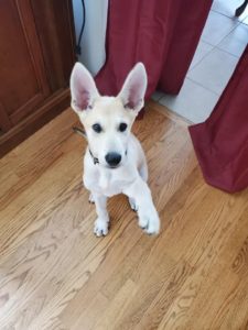 Introducing Our Rescued Puppy Peanut