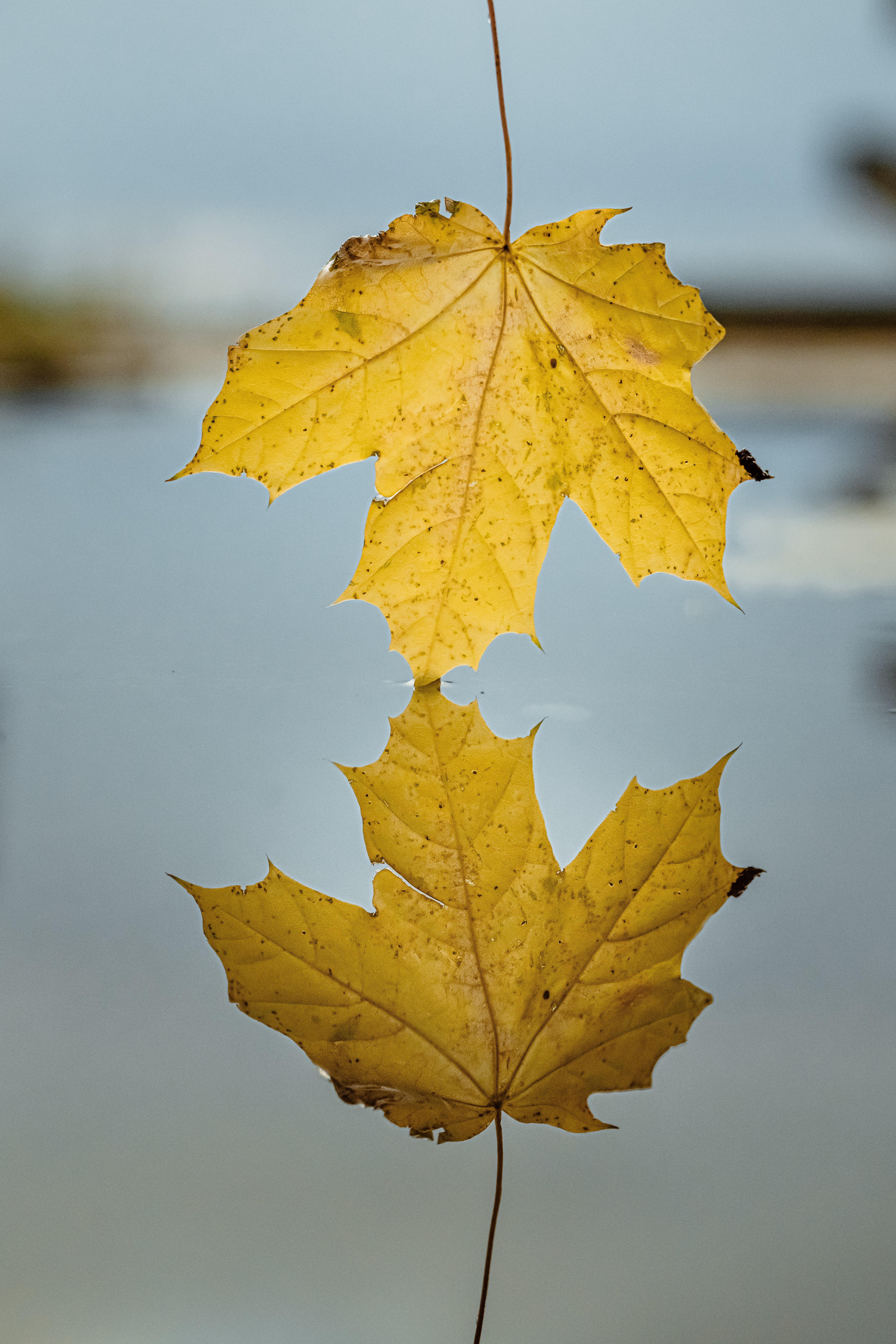 Dying leaf and its reflection