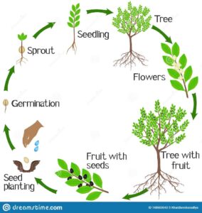 Plant Growth Cycle Diagram