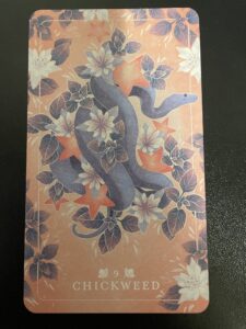 Chickweed Card